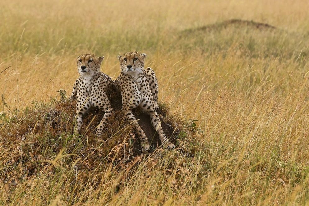 epa03136555 (10/44) Cheetas sit on the bump to rest as they search for a prey in the Maasai Mara National Reserve in southwestern Kenya, 13 February 2012. Flourished with flora and fauna, Kenya has over 1,000 species of birds, 261 mammals, and 6,500 species of plants. Wildlife plays a major role in Kenya's socioeconomic development, serving as one of the major drawing cards for the tourism which is Kenya's largest source of foreign currency revenue. However, the human-wildlife conflict has been a serious obstacle to wildlife conservation in Kenya. Some parks and their ecosystems were hit hard by the recent prolonged drought which resulted in massive deaths of herbivorous animals such as zebras, elephants and buffaloes. This in turn created a shortage of food for carnivores such as lions and hyenas. Kenya is tasked with a hard and indispensable mission- conserving the wildlife which is of immeasurable socioeconomic value to the country, but also of cultural and aesthetic value not only to Kenya itself but to the rest of the world. EPA/DAI KUROKAWA PLEASE SEE ADVISORY epa03136545 FOR FULL FEATURE TEXT