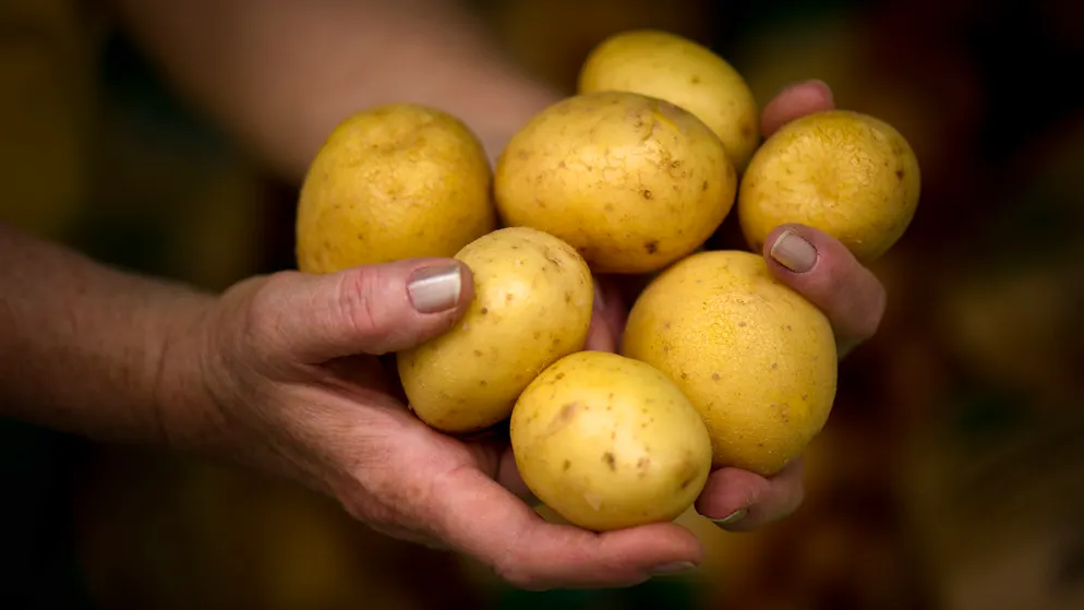 Schon gewusst? Kartoffelwasser ist ein Multitalent. Daraus lässt sich zum Beispiel Dünger oder Putzmittel herstellen. 