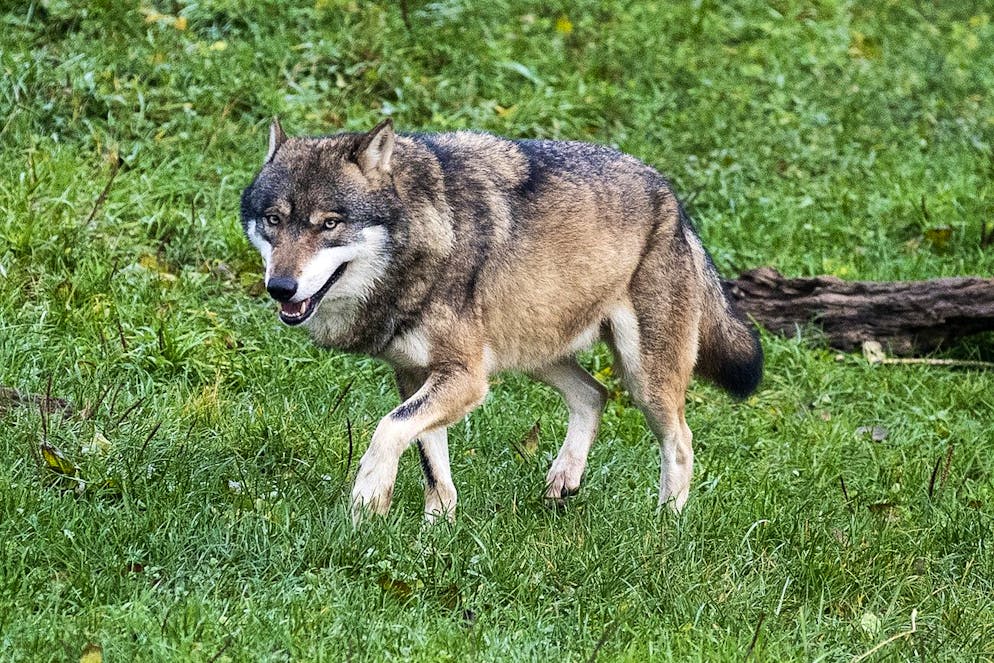 Le canton peut tirer trois jeunes loups de la meute de Beverin (GR), a indiqué lundi l'Office fédéral de l'environnement (OFEV). Il n'est toutefois pas autorisé à des tirs à l’intérieur des districts francs, ni à abattre le mâle reproducteur. (photo d'illustration).