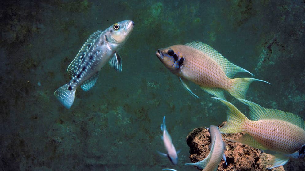 Ein Brutfisch greift einen Räuber an: Sehen Buntbarsch-Mütter während der Eiablage einen Feind, verändern sie die Zusammensetzung ihrer Eier so, dass ihr Nachwuchs die Fähigkeit erhält, bei Gefahr schnell die Flucht ergreifen zu können. (Pressebild)