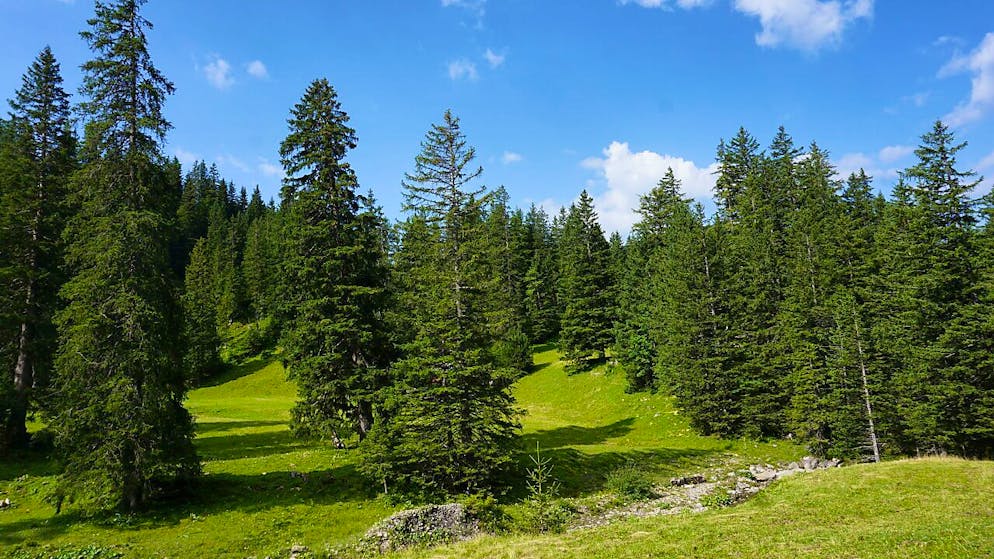 Le nouveau centre de gravité forestier se trouve sur l’alpage d’Älggi dans le canton d’Obwald, à moins de 300 mètres du centre géographique de la Suisse.