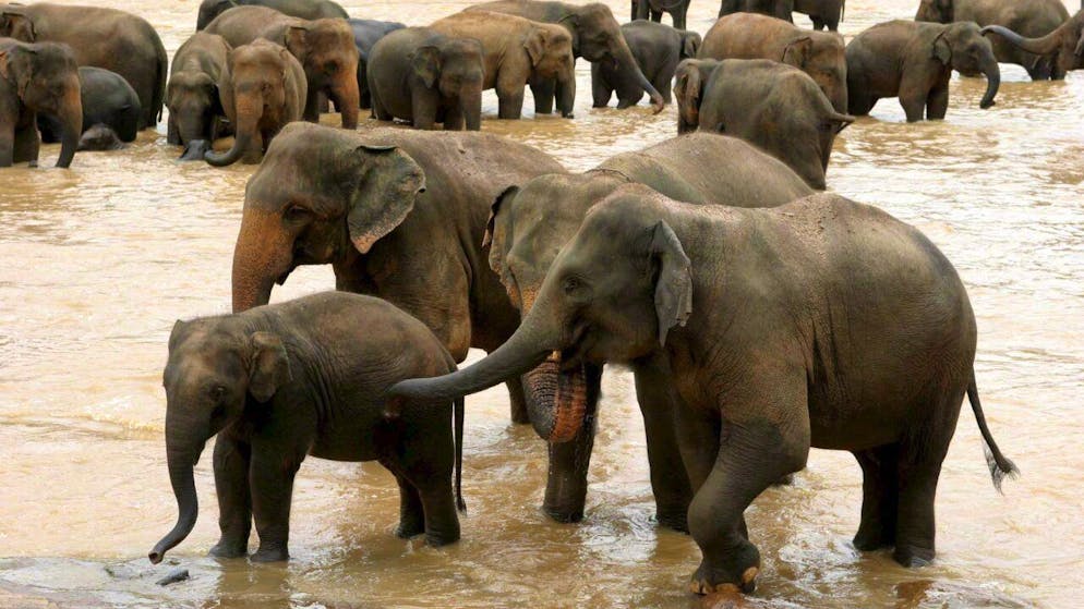 Les éléphants sont considérés comme sacrés au Sri Lanka (archives).