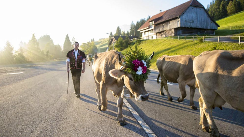 Die Aelpler der Alp- und Erlebnisskaeserei Schlacht von Soerenberg zieht am Samstag 26. September 2015 mit ihrem Vieh ins Tal zur Entlebucher Alpabfahrt nach Schuepfheim im Kanton Luzern wo tausende von Besuchern die Aelpler erwarten. (KEYSTONE/Urs Flueeler)....Cows are driven down to the valley during the traditional