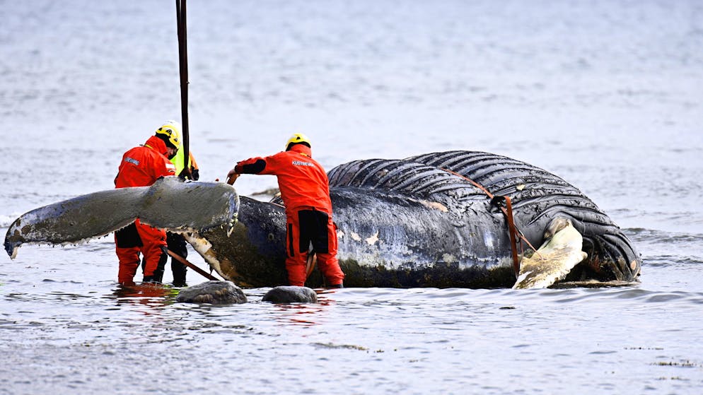 Die Qual der Wale. Zu viel Quecksilber im Meer lässt Wale orientierungslos werden
