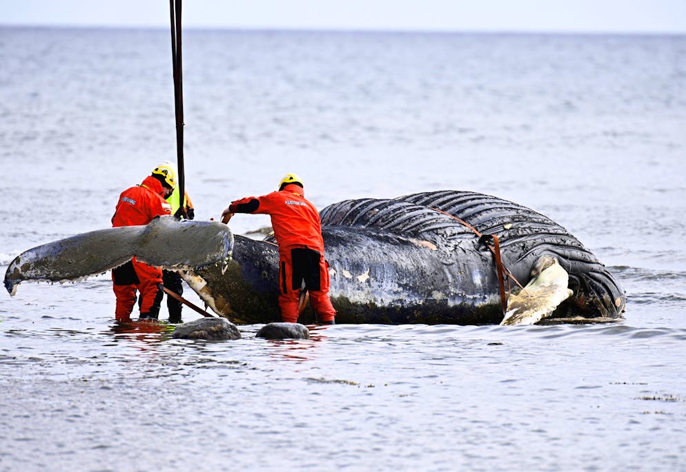 epa09175230 A young humpback whale stranded by Segerstad Lighthouse on Oeland, outside Sweden's east coast, is being lifted out of the water to be transported to an incineration facility, 03 May 2021. EPA/Suvad Mrkonjic/TT SWEDEN OUT