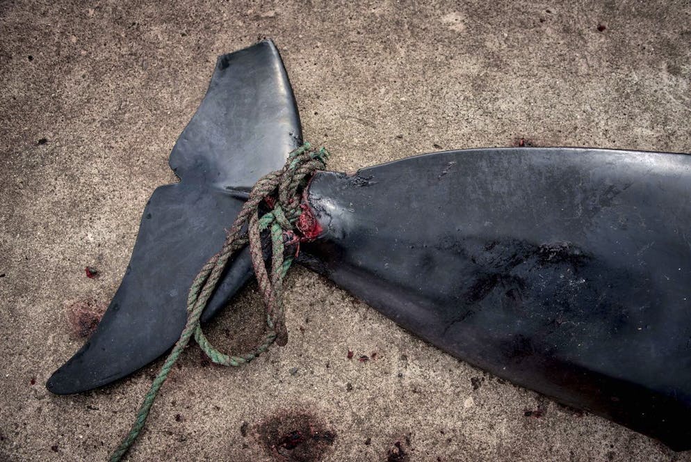 epa06965154 The carcasses of pilot whales on the quay in Jatnavegur near Vagar on the Faroe Islands, 22 August 2018. In the Faroe Islands it is legal and a tradition to catch pilot whales. If a pod of whales is observed close to the coast, it is driven into one of the 23 approved whale bays. Here the whole pod is killed with knives. When the whales are lifted up on the quay, they are slaughtered. The catch is divided according to an intricate, traditional distribution system between the participants in the hunt and the local residents of the whale bay and people from the local area. Pilot whaling is subject to Faroese legislation, which sets the framework for the catching, killing methods and permitted equipment. The average annual catch is about 900 pilot whales, which corresponds to approximately 500 tons of whale meat and blubber. It accounts for about 30 percent of total local meat production in the Faroe Islands. EPA/Mads Claus Rasmussen DENMARK OUT ATTENTION EDITORS: GRAPHIC CONTENT