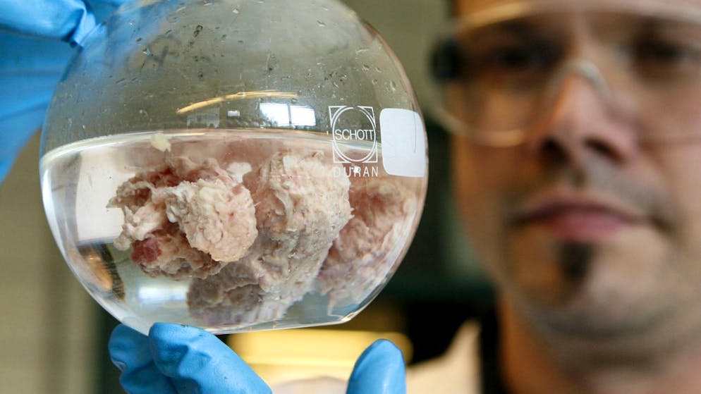 L'agriculture cellulaire spécialisée dans la viande cultivée permet d'élaborer des produits d'origine animale sans exploiter les animaux (archives).