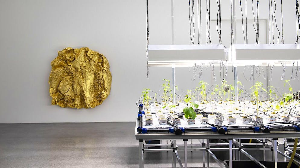 Gewächstische, auf denen Gemüse ohne Erde wächst, von Mirko Baselgia sind in der Ausstellung "LandLiebe. Kunst und Landwirtschaft" im Bündner Kunstmuseums zu sehen. Im Hintergrund hängt ein vergoldeter Abguss eines Ackers von Asta Gröting.
