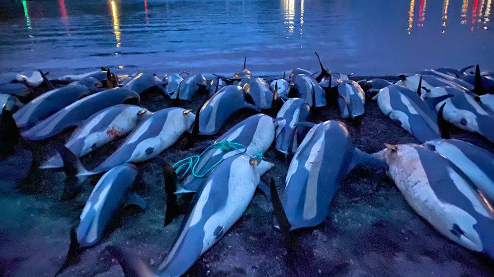 Tradition ancestrale aux Féroé, territoire autonome danois en mer du Nord, le «grind» ou «grindadrap» consiste, en les encerclant, à acculer avec des bateaux un banc de mammifères marins dans une baie.