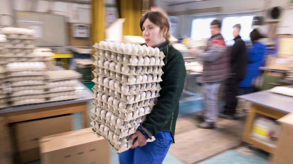Der Eier-Verbrauch ist in der Schweiz im vergangenen Jahr gestiegen: Eine Mitarbeiterin unterwegs in heikler Mission beim thurgauischen Eierproduzenten Dätwyler (Symbolbild).