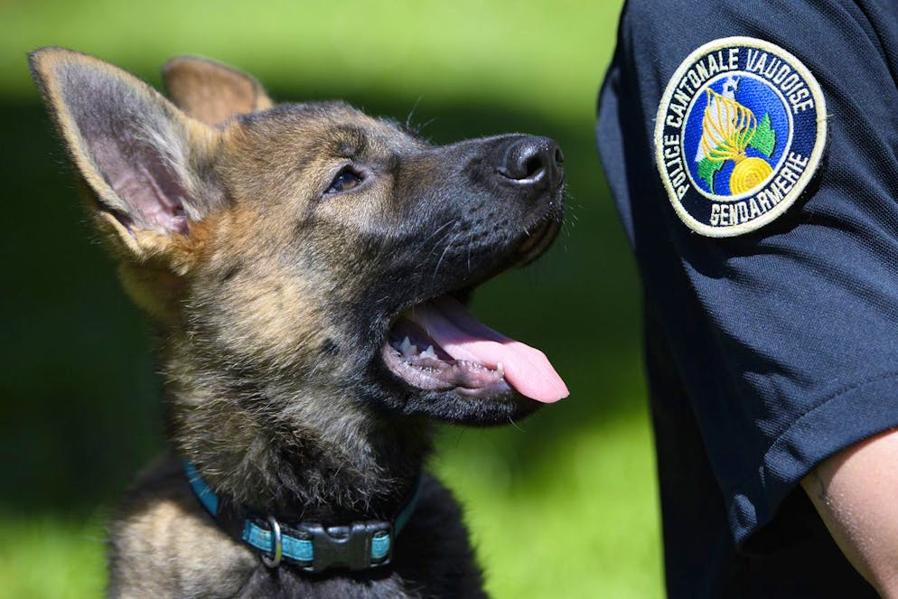 Le flair d'un chien policier a été décisif dans l'arrestation des cambrioleurs. (image d'illustration)