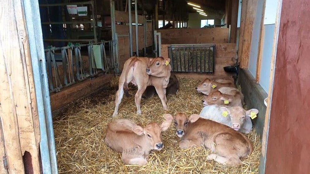 La Journée portes ouvertes à la ferme s'est déroulée pour la 2e fois dans toute la Suisse.