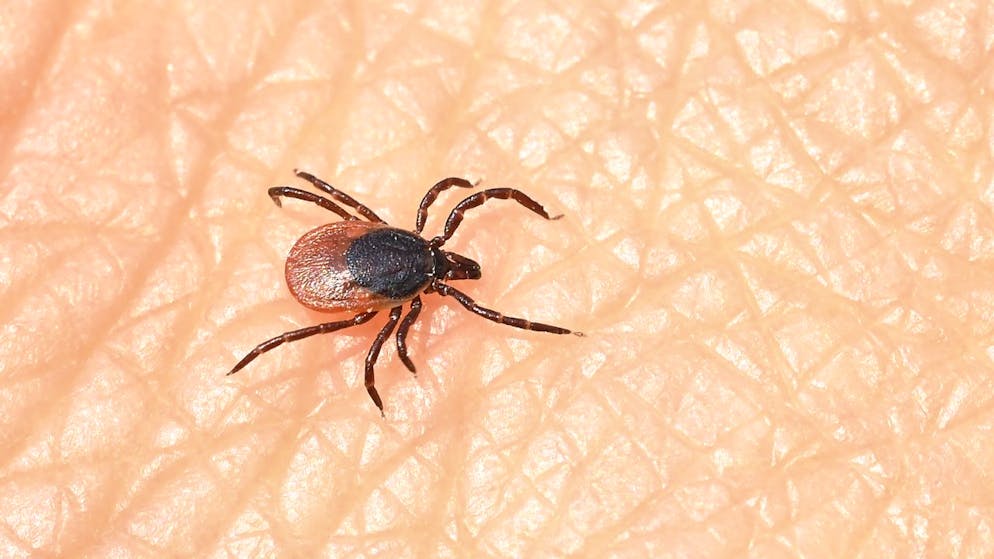 I casi di meningoencefalite da zecche e borreliosi registrati finora sono inferiori a quelli dello scorso anno. (immagine d'archivio)