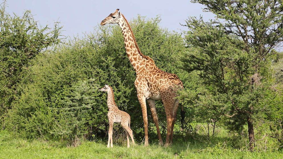 Anders als Männchen verlassen Giraffenweibchen nur selten die soziale Gemeinschaft, in die sie hineingeboren wurden. Denn bei der Aufzucht ihrer Jungen sind sie auf vertraute Territorien und die Hilfe vertrauter Artgenossen angewiesen.