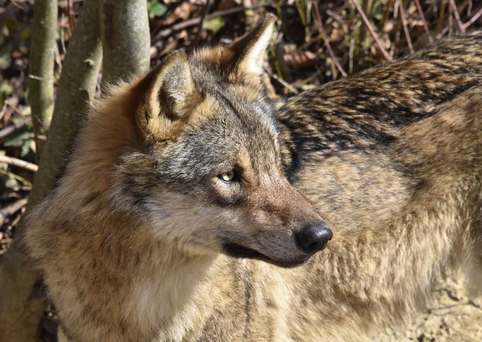 Actuellement, en vertu de l'ordonnance sur la chasse, la Confédération assume les coûts à hauteur de 80% lorsqu'il s'agit de lynx, d'ours, de loups et de chacals dorés et à hauteur de 50% lorsqu'il s'agit de castors, de loutres et d'aigles.