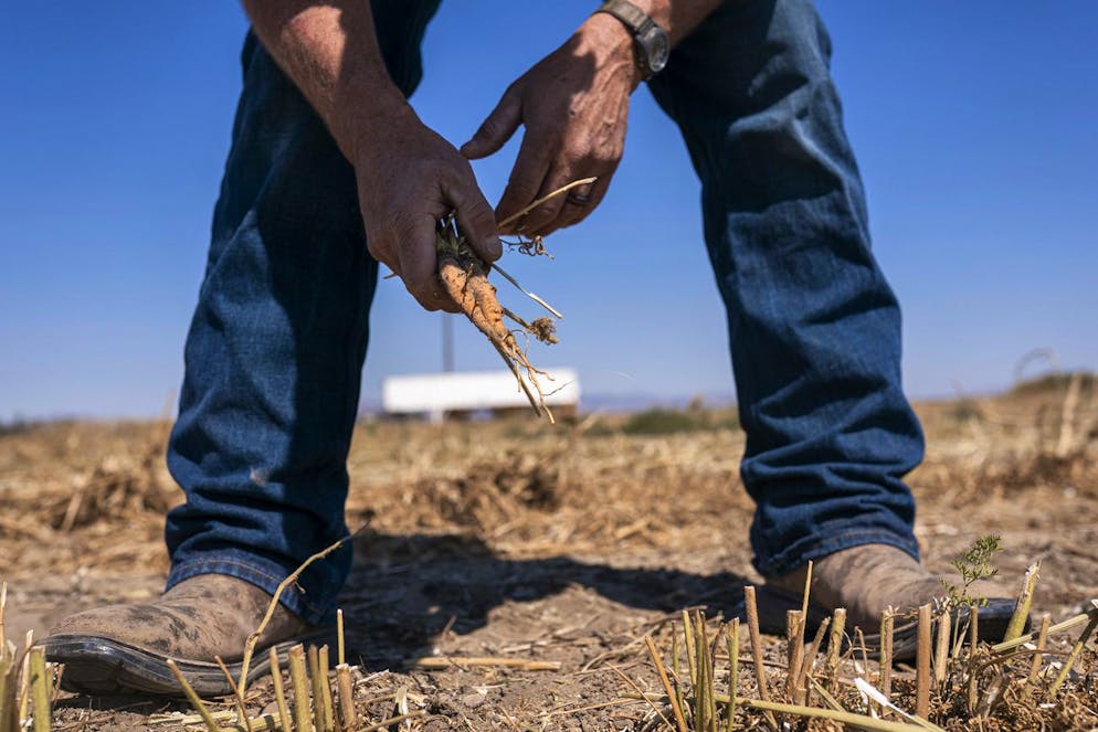 Phil Fine pulls a carrot from one of his fields in the North Unit Irrigation District after harvesting the vegetable's seeds on Tuesday, Aug. 31, 2021, near Madras, Ore. Oregon farmers who grow 60% of the world's carrot seed have been without irrigation water for weeks as drought ravages the American West. But just down the road, sprinklers douse crops and cattle graze in green pastures. The stark contrast is a consequence of the West's arcane water law, and it's brought new urgency to efforts to share the resource along Oregon's Deschutes River. (AP Photo/Nathan Howard)
