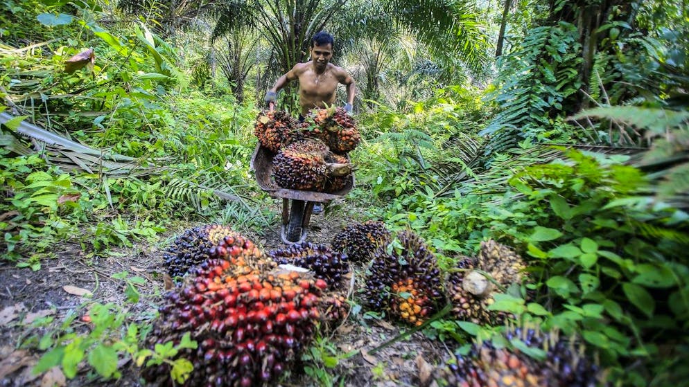 Palmöl-Ernte auf Sumatra: Das Freihandelsabkommen mit Indonesien war deswegen umstritten.
