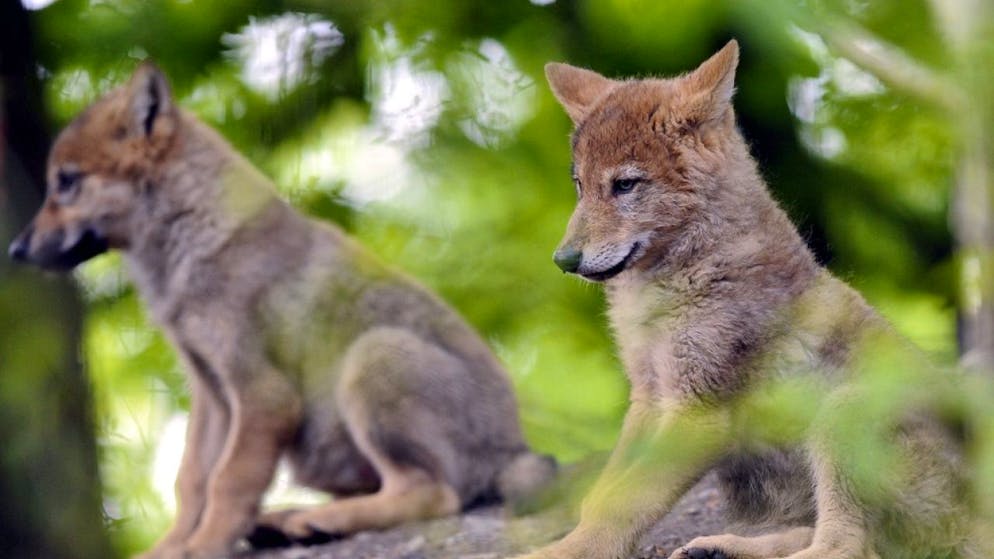 In diesem Jahr hat ein zweites Wolfspaar im Kanton Waadt Nachwuchs gezeugt. Im Bild: Jungwölfe in einem Zoo. (Symbolbild)