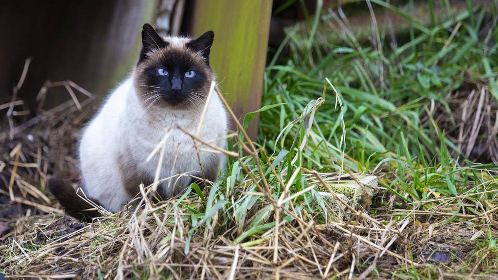 Katzen dürfen im Kanton Zürich wohl weiterhin unkastriert und ohne Chip draussen herumtigern: Der Regierungsrat lehnt ein entsprechendes GLP-Postulat ab. Entscheiden wird aber der Kantonsrat.