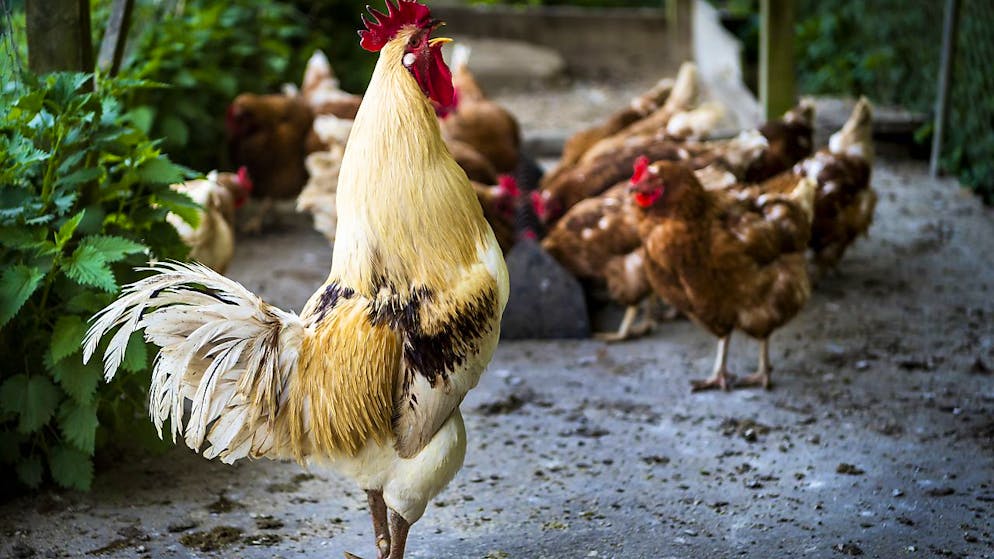 Selon la défense de l'agriculteur, le chant du coq fait partie du patrimoine sensoriel de la campagne, tout comme l'odeur du crottin (photo d'illustration).