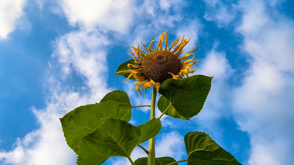Rekordsonniger September nach nassem und kühlem Sommer. (Symbolbild)