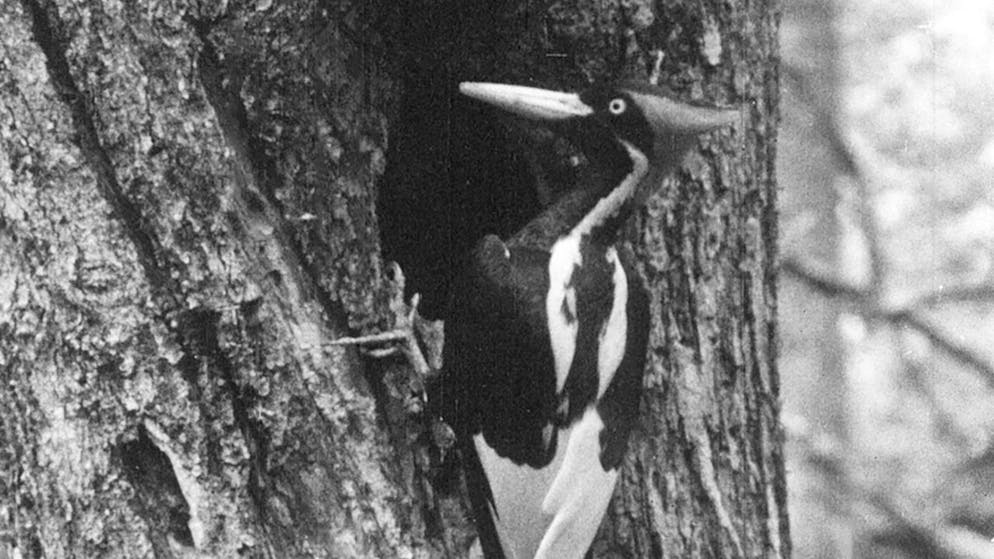 Le pic à bec ivoire aurait été vu pour la dernière fois en 1944 en Lousiane. Il avait été classé espèce menacée en 1967, notamment du fait de la disparition de forêts constituant son habitat, mais aussi à cause de collectionneurs.