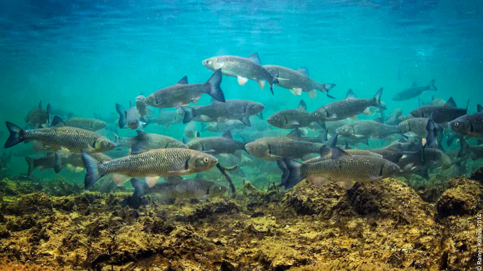 Die Rekordtemperaturen in Schweizer Fliessgewässern machen den Fischen zu schaffen.