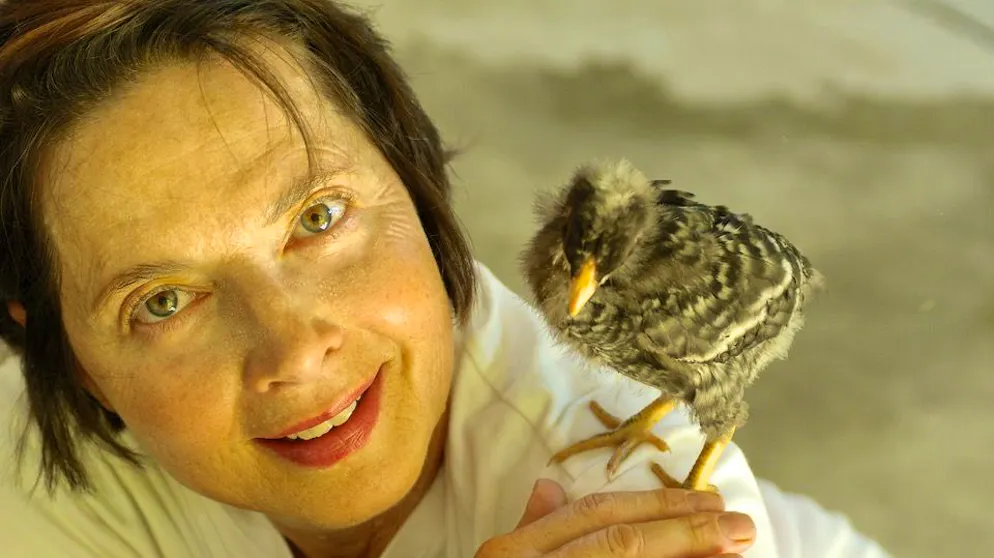 Von Hollywood zum Drehen «grüner Pornos». Isabella Rossellini ist die Tochter der schwedischen Hollywood-Ikone Ingrid Bergman und des italienischen Regisseurs Roberto Rossellini und hat sich als Schauspielerin selber einen Namen gemacht. Jetzt erforscht sie das Verhalten von Tieren. 