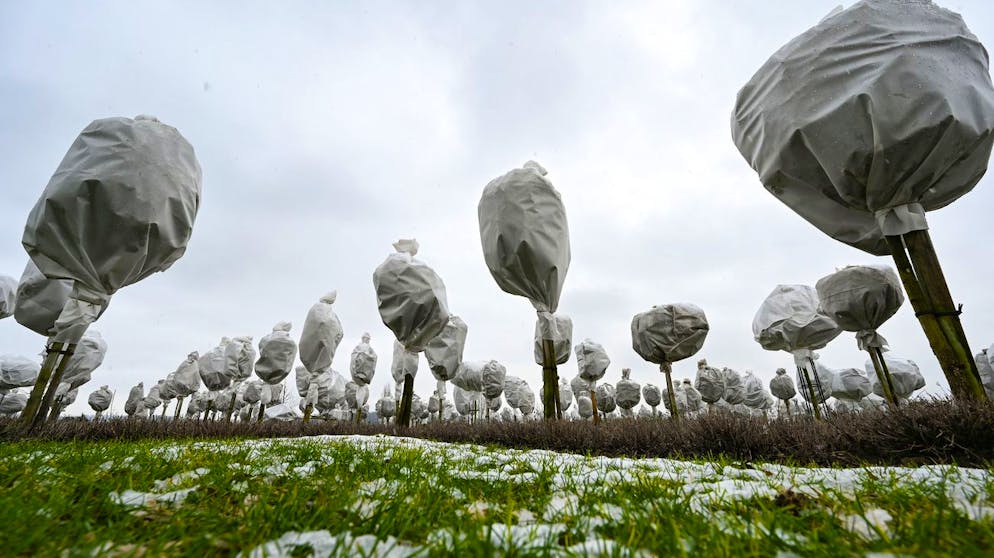 Bilder des Tages. Winterfest: Stammrosen sind im Rosenpark Dräger in Steinfurth, Deutschland,  mit Folie kältesicher verpackt. (25.1.2021)