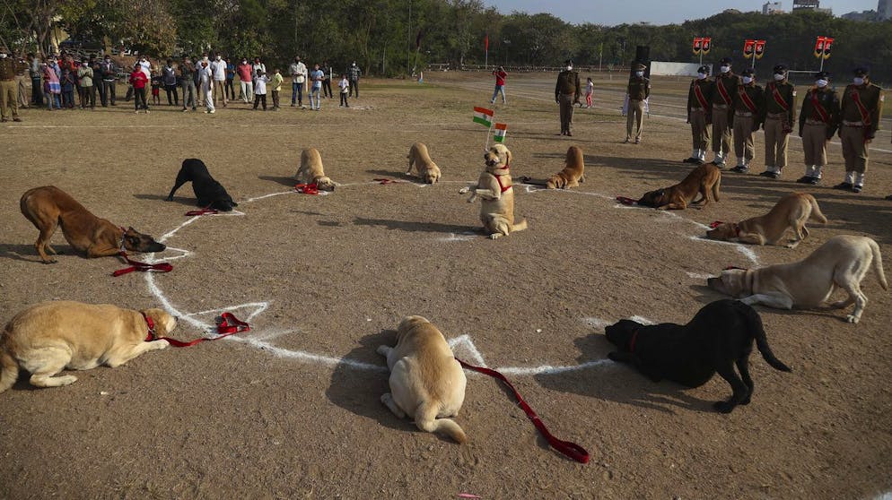 Bilder des Tages. Auf den Hund gekommen: Vierbeiner der Indian Railway Protection Force zeigen anlässlich des indischen Nationalfeiertags ihre Kunststückchen.