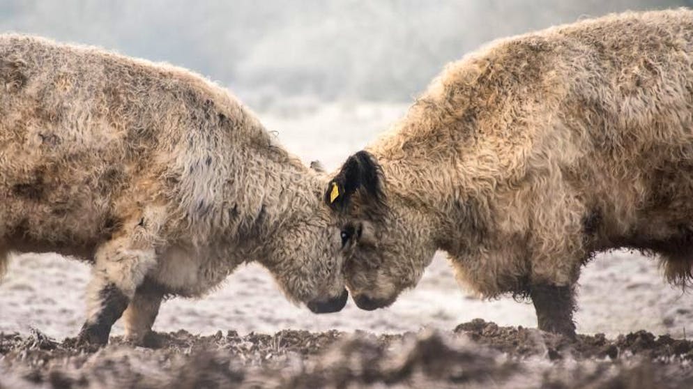 Bilder des Tages. Dickschädeltest: Stirn an Stirn messen zwei Rinder im deutschen Naturschutzgebiet Boberger Niederung ihre Kräfte. (25.1.2021)