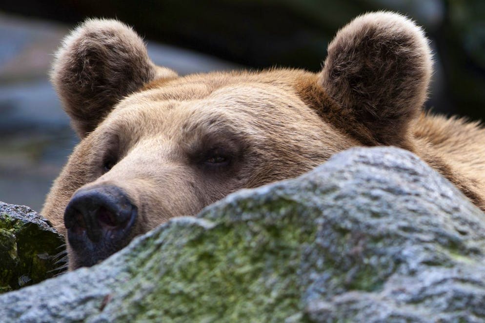 L'ours brun, un animal prioritaire