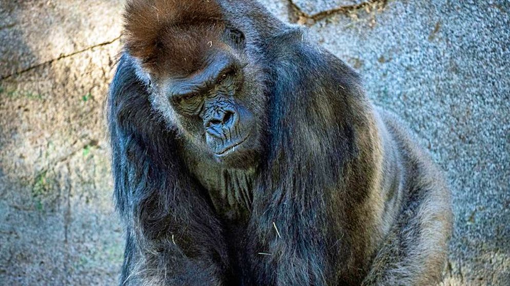 Bilder des Tages. Winston hat das Coronavirus besiegt: Der Gorilla erholt sich im Zoo von San Diego nach einer umfangreichen medikamentösen Behandlung von einem schweren Verlauf seiner Corona-Infektion. Bei dem 48-jährigen Silberrücken Winston waren im Zuge der Infektion eine Lungenentzündung und Herzprobleme  aufgetreten. Er wurde daraufhin mit einer Antikörper-Therapie, Herzmedikamenten und Antibiotika behandelt. (26.1.2021)