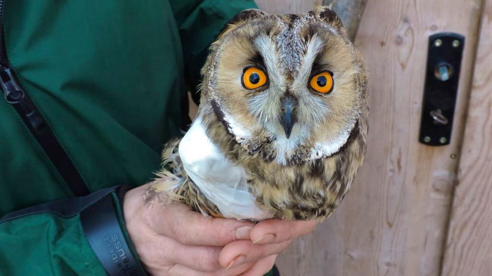 Bilder des Tages. Da kann man auch grosse Augen machen: Auf einer österreichischen Landstrasse ist eine Waldohreule mit einem Auto zusammengestossen. Der Vogel überstand den Crash mit dem Bruch eines Flügels und wird derzeit auf einer Greifvogelstation aufgepäppelt. (28.1.2021)