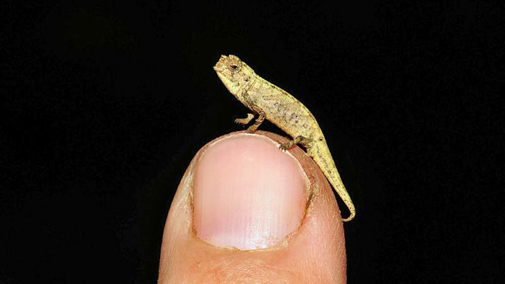 Bilder des Tages. Ein internationales Forscherteam hat auf Madagaskar eine neue Chamäleonart entdeckt, bei der das Männchen lediglich 13,5 Millimeter lang ist. Obwohl das männliche Tier das kleinste unter rund 11‘050 Reptilienarten ist, verfügt es in Relation zur Körpergrösse über die die grössten Genitalien. Der Grund: Eine erfolgreiche Paarung mit den bedeutend grösseren Weibchen wäre sonst nicht möglich. (28.1.2021)