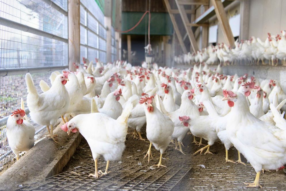 Des poules pondeuses sont photographiees a l'interieur d'un poulailler dans l'exploitation agricole avicole Delacuisine, ce mercredi, 16 novembre 2016, a Daillens. Apres l'apparition de la grippe aviaire, H5N8, les autorites federale ont decides de confiner les volailles domestiques. Elle doivent etre alimentees et abreuvees dans un poulailler ferme, inaccessible aux oiseaux se trouvant a l'exterieur, ceci dans toute la Suisse des ce mercredi. (KEYSTONE/Laurent Gillieron)