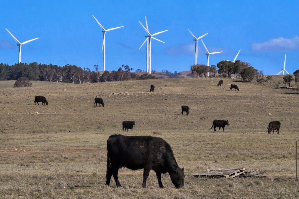 epa07987555 Cows roam around near a wind farm in Bungendore, Australia, 07 November 2019 (issued 11 November 2019). Australia announced on 11 November that it will soon begin testing its first offshore wind farm, off the coast of Gippsland in Victoria. The news comes after a successful experiment carried out in the first week of November, when solar, wind and hydro power combined to provide over 50 percent of the country's electricity for about 10 minutes. EPA/MICK TSIKAS AUSTRALIA AND NEW ZEALAND OUT