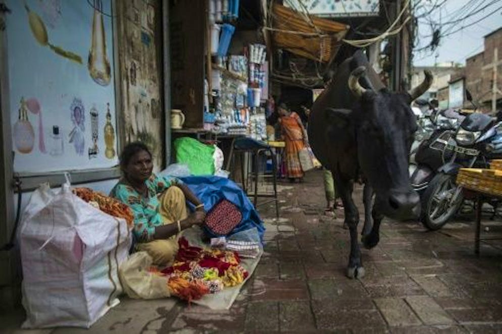 Une vache dans une rue de New Delhi, en juillet 2020 en Inde