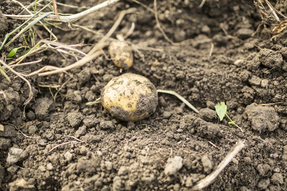 Potatoes on field at Markus Joos's farm in Kerzers in the Canton of Fribourg, Switzerland, pictured on October 28, 2013. (KEYSTONE/Gaetan Bally)
Eine Kartoffel auf dem Acker von Markus Joos in Kerzers, Schweiz, aufgenommen am 28. Oktober 2013 während der Kartoffelernte. (KEYSTONE/Gaetan Bally)