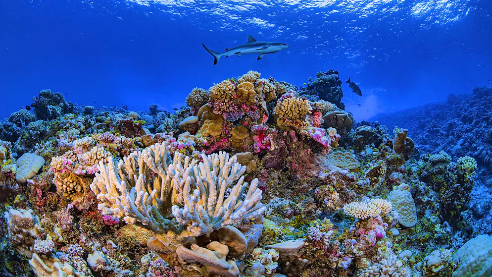 1677 espèces marines risquent de disparaître, dont un tiers des requins et plus d'un quart des cétacés (archives).