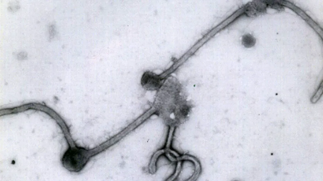 Ebola: Les États-Unis intensifient le dépistage des voyageurs