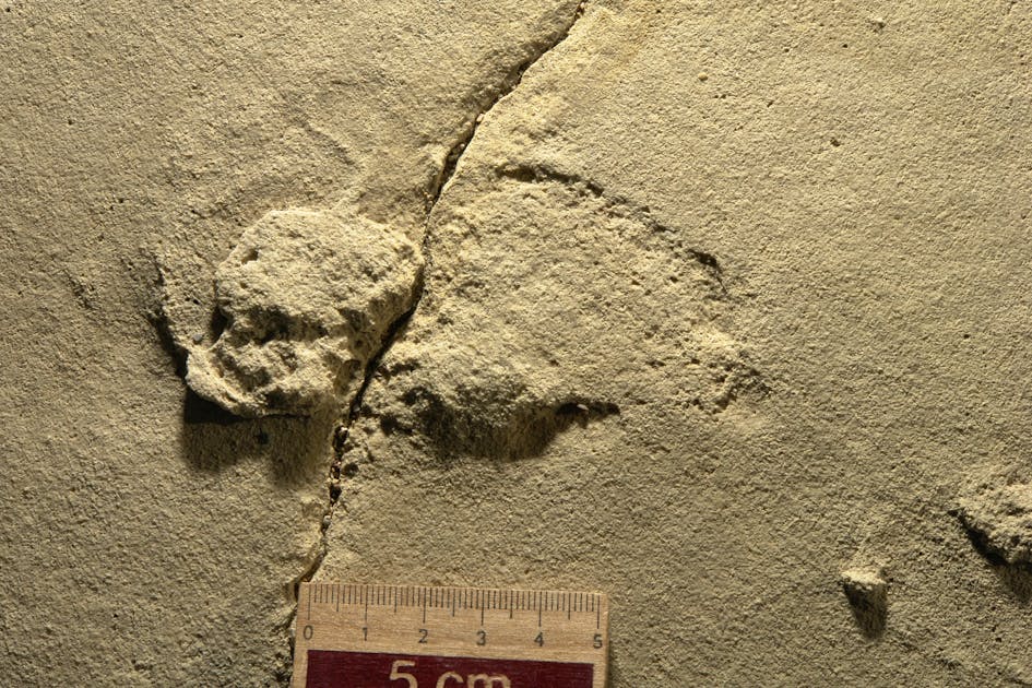 Ce que nous apprend la plus grande collection d'empreintes de pas  fossilisés d'Afrique