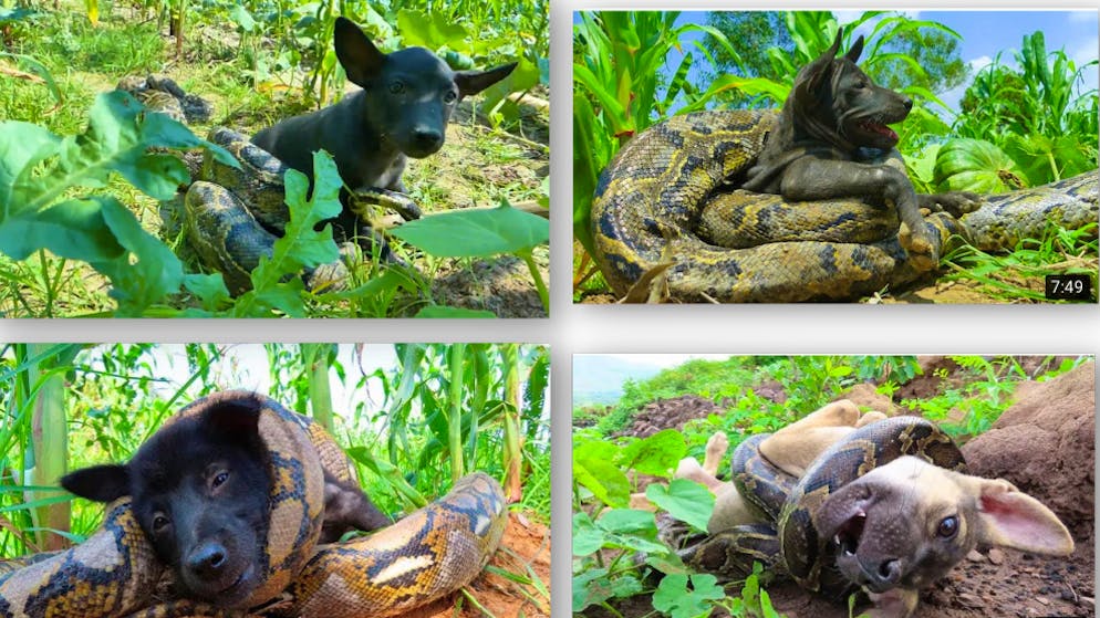 Inszenierte Videos. Manche Tier-Retter sind in Tat und Wahrheit gemeine Tierquäler