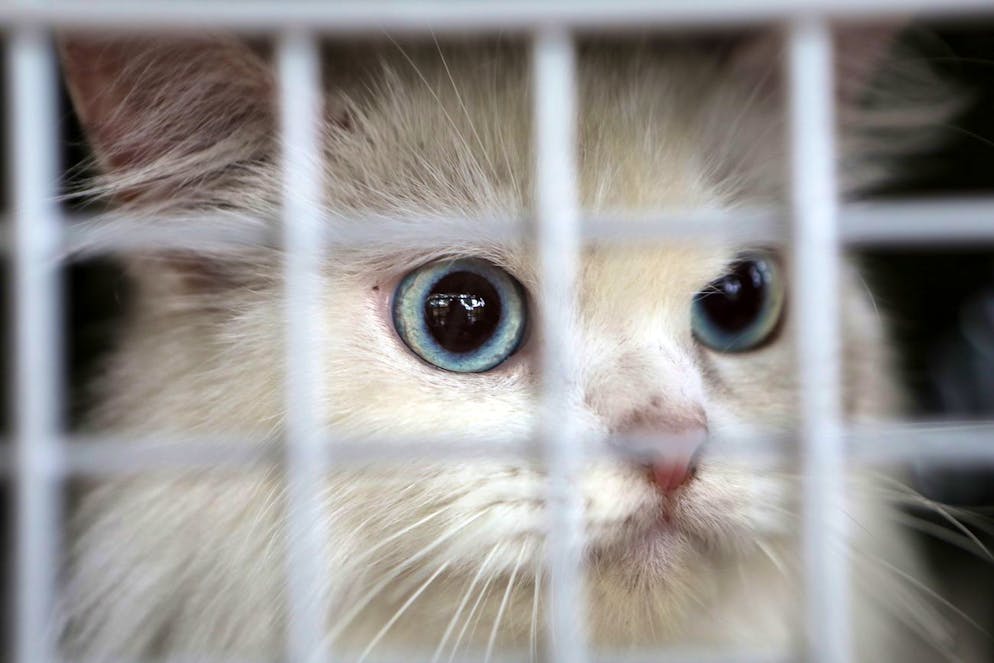 epa09492274 A cat looks on from inside a cage prior to being injected with anti-rabies vaccine (ARV) during a pet vaccination program in Banda Aceh, Indonesia, 28 September 2021. To mark World Rabies Day, the Animal Clinic of the Aceh Animal Husbandry Service invites animal lovers to vaccinate their favorite animals as preventive action against the transmission of diseases from animals to humans, especially rabies. EPA/HOTLI SIMANJUNTAK