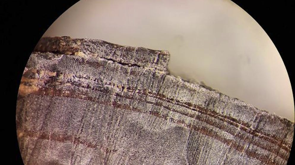Attention: Black Period October 20, 5:00 p.m.  Attention: This entry should not be published before the block period, October 20, 5pm!  Reports on Emperco Cool Sensitivity Valley Report on Studies.  -Handout -16.01.2019, ---: A microscopic image of a piece of wood from the Nordic layers in the L'Ans Oaks meadow.  Exactly a thousand years ago, in 1021, the Vikings could have lived in North America.  (Tree and solar storm show early arrival of the Vikings in the United States) ++ dpa -Image Radio +++