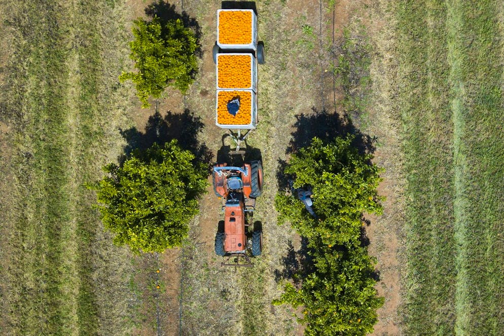epa08728349 A picture taken with a drone shows a fruit picker harvesting oranges on a farm near Leeton, New South Wales, Australia, 01 October 2020 (issued 08 October 2020). Australia's fruit and vegetable farmers are short 26,000 workers to harvest their crops this summer, according to research by Ernest and Young. The farm labour shortage has been attributed to coronavirus border closures. EPA/LUKAS COCH AUSTRALIA AND NEW ZEALAND OUT