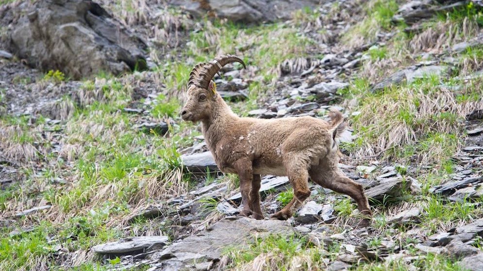 Ein junger Steinbock nach seiner Aussetzung im Banngebiet Graue Hoerner, am Sonntag 8. Mai 2011 in Weisstannen, Mels. Anlaesslich des Jubilaeums
