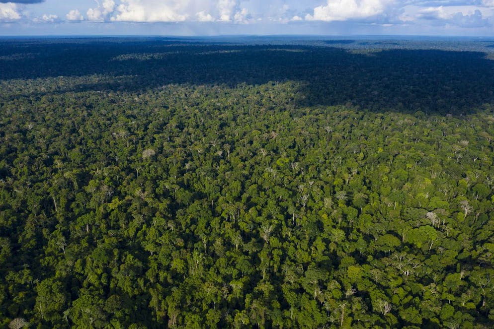 Cette photo aérienne du 22 novembre 2019 montre des arbres dans la réserve Renascer dans la forêt amazonienne à Prainha, dans l'État de Para, au Brésil.