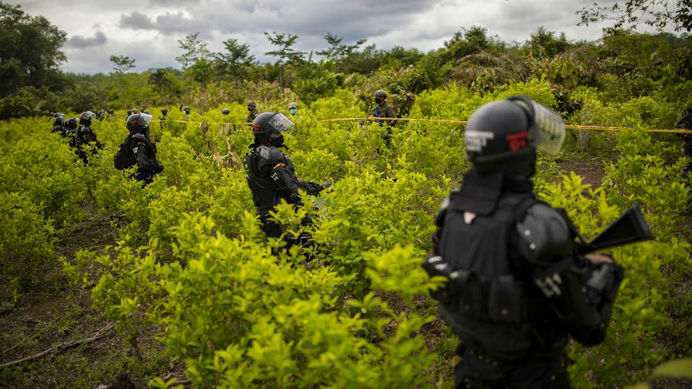 Police officers stand on a coca field during a manual eradication operation in Tumaco, southwestern Colombia, Wednesday, Dec. 30, 2020. (AP Photo/Ivan Valencia)