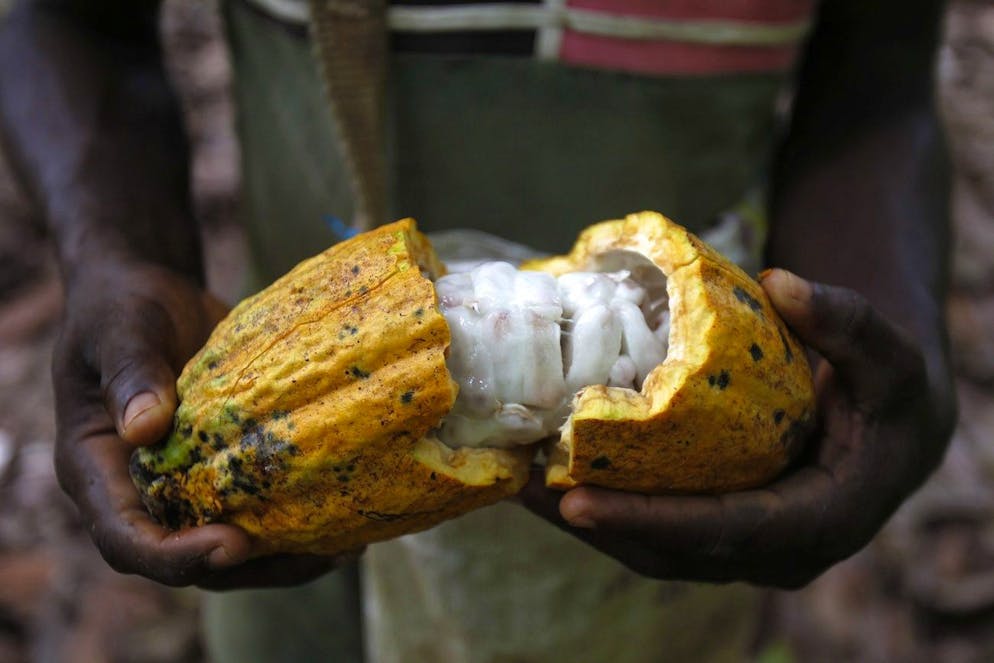 epa04795496 Farmers from Ivory Coast work with cacao beans at a farm in South West Ivory Coast, 12 June 2015. Cocao the main ingredient of chocolate is a highly profitable crop in West Africa. Ivory Coast leads the world in production and export of the cocoa beans supplying 33 percent of cocoa produced in the world. Recent allegations of child labour on Cocao planations in West Africa has tainted the industry posing questions over the ethics of West African farmers. EPA/LEGNAN KOULA